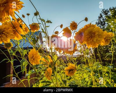 Busch von kleinen gelben Blumen auf einem Hintergrund eines Sonnenuntergangs Stockfoto