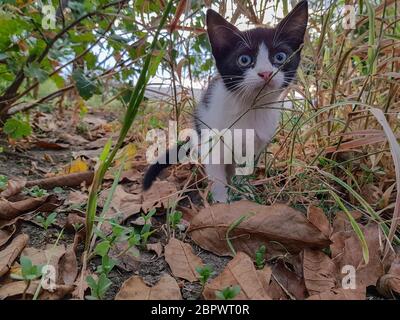 Schwarz-Weiß-Kätzchen spähten durch das Unterholz. Stockfoto
