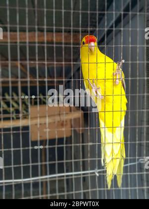 Gelbe Wellensittich Papagei Haustier Vogel oder Budgerigar Sittich gemeinsam in den Käfig in der Vogelfarm Stockfoto