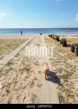 Ein rothaariger Hund läuft auf einem Betonweg an einem Meeresstrand in der Nähe eines Autoreifens, der halb im Sand begraben ist. Stockfoto