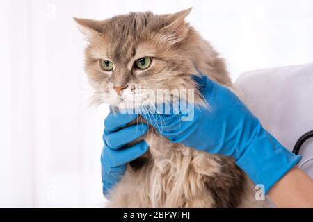 Langhaarige Katze in den Händen des Tierarztes Stockfoto