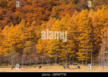 Herbstliche Waldlandschaft Stockfoto