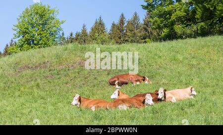 Herde Milchkühe, die nahe beieinander auf einer Weide liegen. Bio-Landwirtschaft & Viehzucht. Konzept für die Fleisch- und Milchproduktion. Panoramafarma. Stockfoto