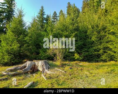 Ein breiter Stumpf mit Wurzeln am Waldrand in den Karpaten vor Sonnenuntergang Stockfoto