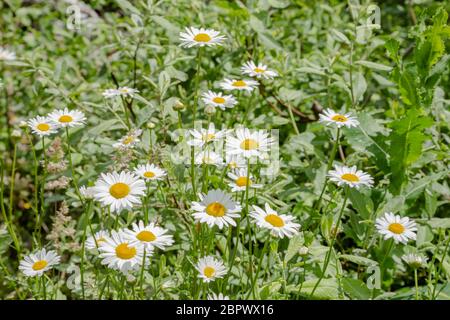 Haufen wilder Gänseblümchen, die auf einem Feld wachsen Stockfoto