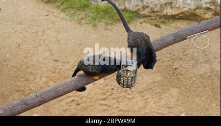 Tamarin mit roten Händen Stockfoto