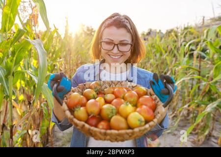 Nahaufnahme Ernte von reifen Bauernhof Bio-rote Tomaten in Korb in Händen der Frau Stockfoto