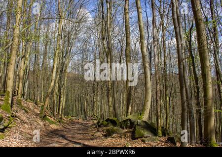 Spring Forest Wanderweg Rheinsteig im Siebengebirge Deutschland Stockfoto