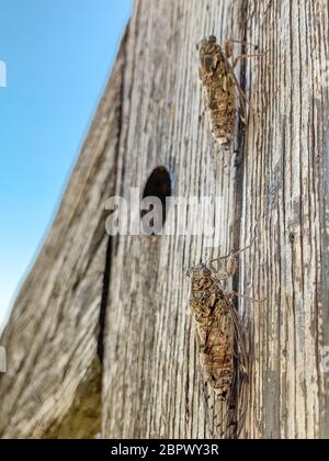 Zikade auf dem Holzbalken des Zauns Stockfoto