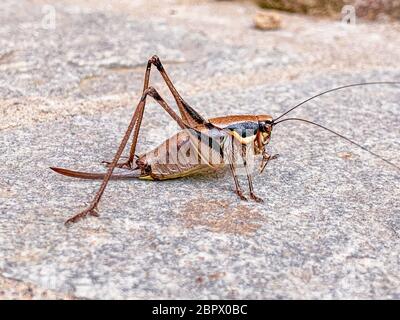 Männchen von Sepiana sepium oder Sepia Busch-Cricket auf einem Stein sitzend Stockfoto