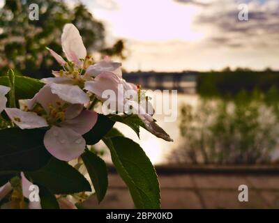 Foto von Apfelblüte auf dem Hintergrund eines breiten Flusses Dnipro in Kiew und Blick auf das gegenüberliegende Ufer und die Brücke Stockfoto
