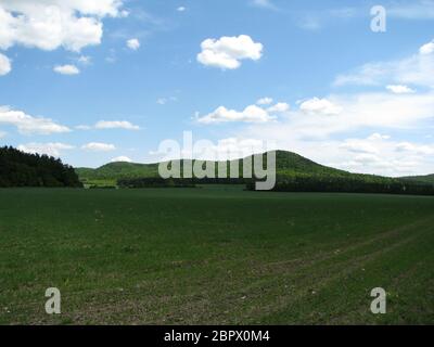 Feld mit jungen Weizen sprießen auf einem Hintergrund von grünen Bergen und blauen Himmel mit weißen Wolken Stockfoto