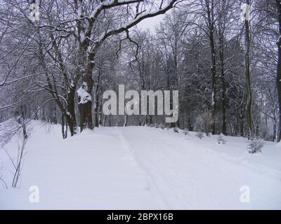 Schneebedeckter Weg des alten schneebedeckten Parks Stockfoto