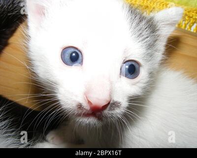 Weiße Katze mit verängstigten Augen im Rahmen Stockfoto