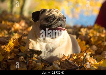 Mops Hund im Herbst Blätter in einem Park Stockfoto