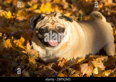 Mops Hund im Herbst Blätter in einem Park Stockfoto