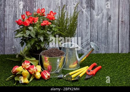 Stillleben mit Gartengeräten, Gießkanne, Eimer mit Erde, frischen Tulpen und Rosen Blumen auf einem grünen Gras auf einem grauen Holzhintergrund Stockfoto
