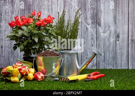 Stillleben mit Gartengeräten, Gießkanne, Eimer mit Erde, frischen Tulpen und Rosen Blumen auf einem grünen Gras auf einem grauen Holzhintergrund Stockfoto