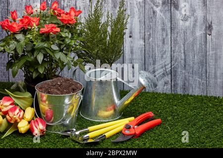 Stillleben mit Gartengeräten, Gießkanne, Eimer mit Erde, frischen Tulpen und Rosen Blumen auf einem grünen Gras auf einem grauen Holzhintergrund Stockfoto