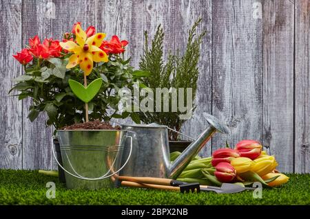 Stillleben mit Gartengeräten, Gießkanne, Eimer mit Erde, frischen Tulpen und Rosen Blumen auf einem grünen Gras auf einem grauen Holzhintergrund Stockfoto