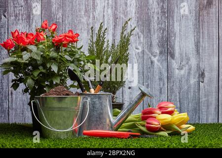 Stillleben mit Gartengeräten, Gießkanne, Eimer mit Erde, frischen Tulpen und Rosen Blumen auf einem grünen Gras auf einem grauen Holzhintergrund Stockfoto