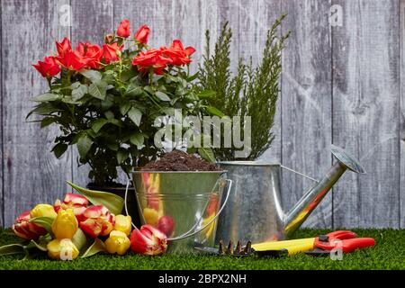 Stillleben mit Gartengeräten, Gießkanne, Eimer mit Erde, frischen Tulpen und Rosen Blumen auf einem grünen Gras auf einem grauen Holzhintergrund Stockfoto