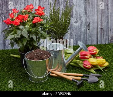 Stillleben mit Gartengeräten, Gießkanne, Eimer mit Erde, frischen Tulpen und Rosen Blumen auf einem grünen Gras auf einem grauen Holzhintergrund Stockfoto