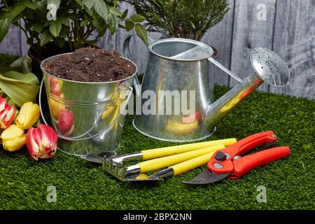Stillleben mit Gartengeräten, Gießkanne, Eimer mit Erde, frischen Tulpen und Rosen Blumen auf einem grünen Gras auf einem grauen Holzhintergrund Stockfoto