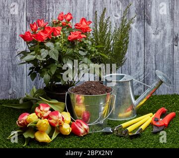 Stillleben mit Gartengeräten, Gießkanne, Eimer mit Erde, frischen Tulpen und Rosen Blumen auf einem grünen Gras auf einem grauen Holzhintergrund Stockfoto