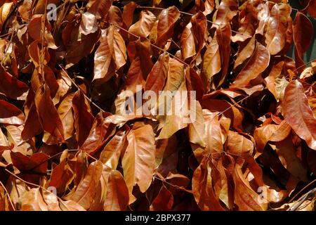 Foto von toten und getrockneten Blättern eines Baumes. Stockfoto