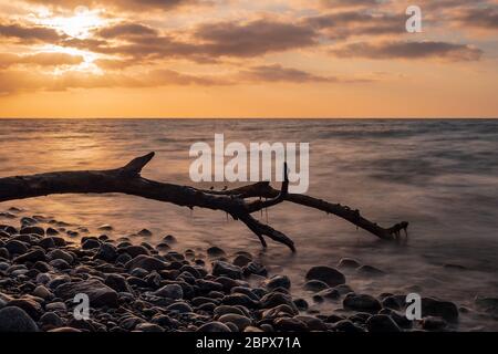 Drift Wood am Ufer der Ostsee. Stockfoto