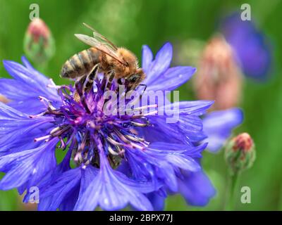 Nahaufnahme der Biene, die auf einer Kornblume ruht Stockfoto