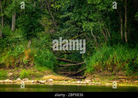 Wald mit einem Toten und gebrochene Bäume am Fluss Ufer in Lettland. Die Gauja ist der längste Fluss in Lettland, die nur im Gebiet befindet. Stockfoto