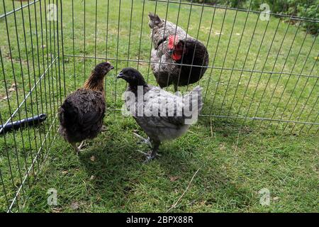 10 Wochen alte Hühner werden in einem Garten in Kent, England, Großbritannien, mit einer älteren Henne eingeführt Stockfoto