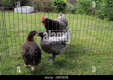 10 Wochen alte Hühner werden in einem Garten in Kent, England, Großbritannien, mit einer älteren Henne eingeführt Stockfoto