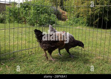 10 Wochen alte Hühner werden in einem Garten in Kent, England, Großbritannien, mit einer älteren Henne eingeführt Stockfoto