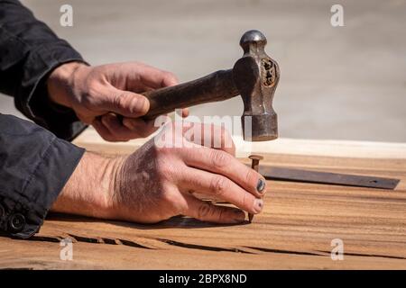 Hand eines Zimmermanns mit gequetscht schwarzen Fingernägeln hält einen alten Vintage-Hammer. Ein Arbeitsunfall mit Trauma an den Fingern verursacht verletzte Nägel und Stockfoto