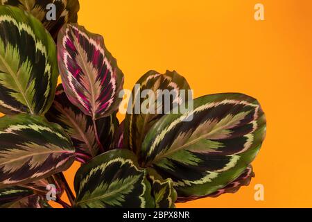 Calathea Medallion, eine bunte große Hauspflanze mit bunten Blättern. Eine beliebte tropische Gebetspflanze auf einem orangefarbenen Hintergrund, Studioaufnahme Stockfoto