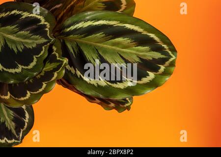 Calathea Medallion, eine bunte große Hauspflanze mit bunten detailreichen Blättern. Eine beliebte tropische Gebetspflanze auf einem orangefarbenen Hintergrund, Studioaufnahme Stockfoto