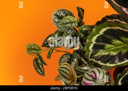 Calathea Medallion, eine bunte Großhauspflanze mit bunten, detailreichen Blättern, der Scindapsus pictus mit silbernen Blättern und der peperomia. Beliebt Stockfoto