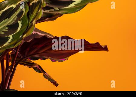 Calathea Medallion, eine bunte große Hauspflanze mit bunten detailreichen Blättern. Eine beliebte tropische Gebetspflanze auf gelborangefarbenem Hintergrund, studi Stockfoto
