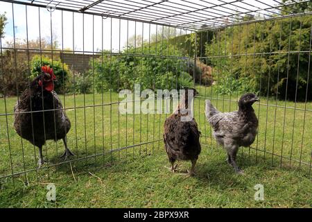 10 Wochen alte Hühner werden in einem Garten in Kent, England, Großbritannien, mit einer älteren Henne eingeführt Stockfoto