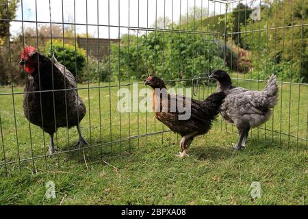 10 Wochen alte Hühner werden in einem Garten in Kent, England, Großbritannien, mit einer älteren Henne eingeführt Stockfoto