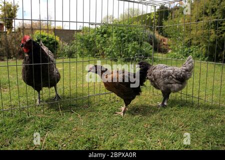 10 Wochen alte Hühner werden in einem Garten in Kent, England, Großbritannien, mit einer älteren Henne eingeführt Stockfoto