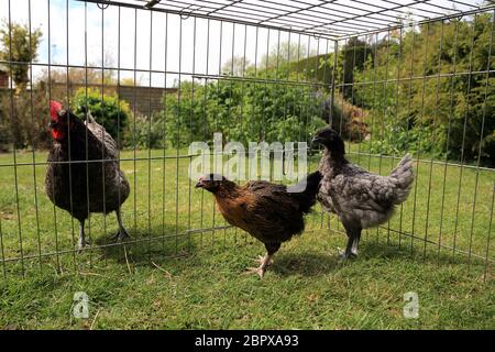 10 Wochen alte Hühner werden in einem Garten in Kent, England, Großbritannien, mit einer älteren Henne eingeführt Stockfoto