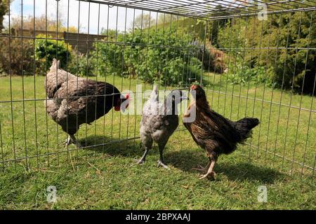 10 Wochen alte Hühner werden in einem Garten in Kent, England, Großbritannien, mit einer älteren Henne eingeführt Stockfoto