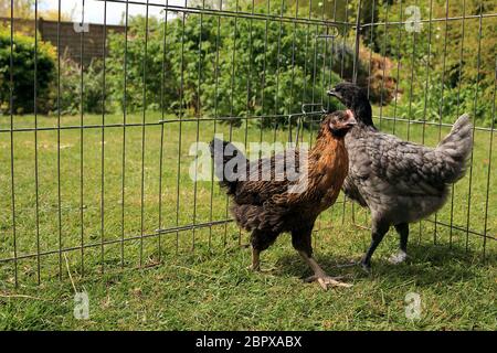 10 Wochen alte Hühner werden in einem Garten in Kent, England, Großbritannien, mit einer älteren Henne eingeführt Stockfoto