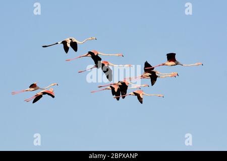 Der große Flamingo ist die am weitesten verbreitete und größte Art der Flamingo-Familie. Sie findet sich in Afrika, auf dem indischen Subkontinent. Stockfoto