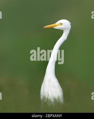 Die zwischenliegende Egret, median Egret, kleinere Seidenreiher, oder yellow-billed Egret ist eine mittelgroße Reiher. Stockfoto