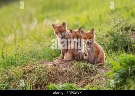 Red Fox, Vulpes vulpes, kleine Jungen Jungen in der Nähe von den weatching neugierig um. Kleine wilde Raubtiere in natürlicher Umgebung niedlich. Bruderschaft des animla Stockfoto